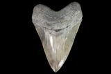 Serrated, Fossil Megalodon Tooth - Georgia #101552-1